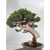 Juniperus sabina -sabina rastrera- A01614 vista 5
