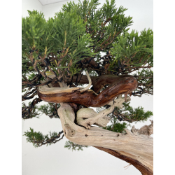 Juniperus sabina A01614 view 6