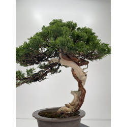Juniperus sabina -sabina rastrera- A01614 vista 6