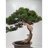 Juniperus sabina -sabina rastrera- A01614 vista 6