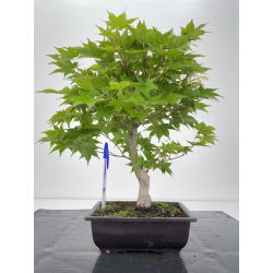 Acer palmatum oshu beni I-6558