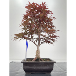 Acer palmatum shojo nomura I-6563