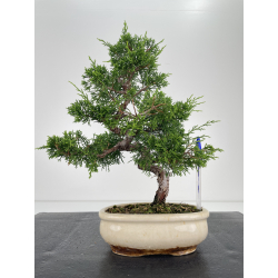 Juniperus chinensis itoigawa I-6570