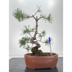 Pinus sylvestris   I-6571