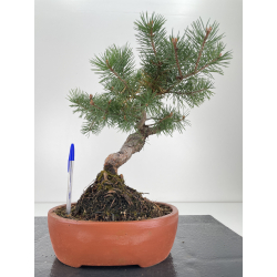 Pinus sylvestris -pino s. europeo-  I-6572