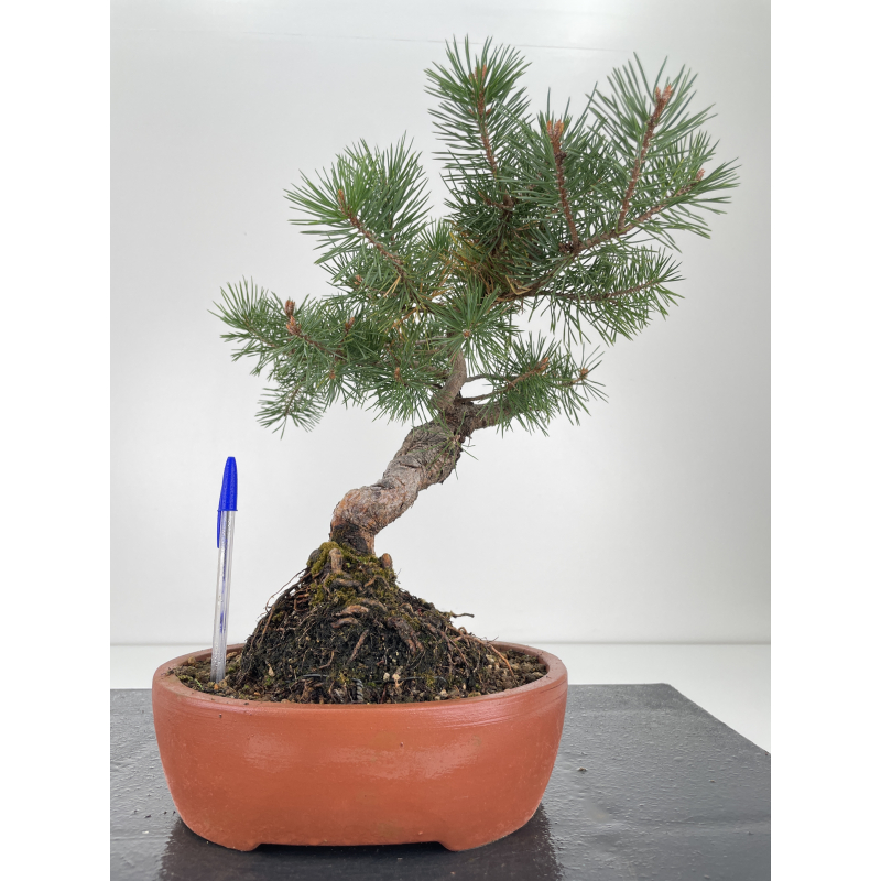 Pinus sylvestris I-6572
