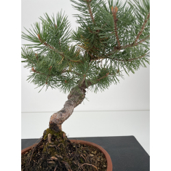 Pinus sylvestris -pino s. europeo-  I-6572 vista 2