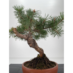 Pinus sylvestris -pino s. europeo-  I-6572 vista 3
