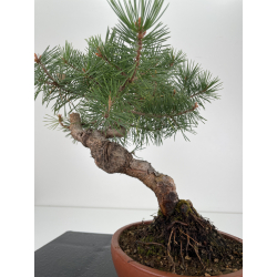 Pinus sylvestris -pino s. europeo-  I-6572 vista 4