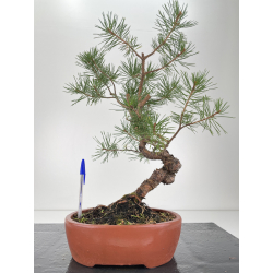 Pinus sylvestris -pino s. europeo-  I-6573