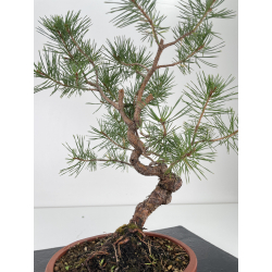 Pinus sylvestris -pino s. europeo-  I-6573 vista 2