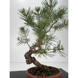Pinus sylvestris -pino s. europeo-  I-6573 vista 3