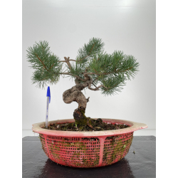 Pinus sylvestris -pino s. europeo-  I-6574