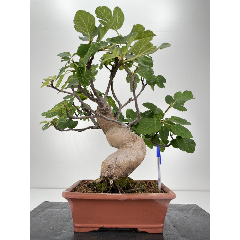 Ficus carica I6577