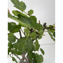 Ficus carica -higuera- I-6577 vista 4