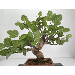 Ficus carica -higuera- I-6577 vista 5
