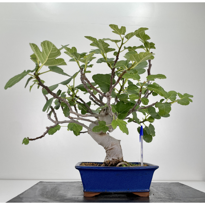 Ficus carica -higuera- I-6578