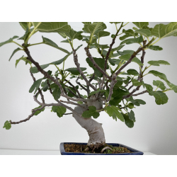 Ficus carica -higuera- I-6578 vista 2