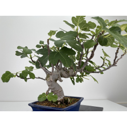 Ficus carica -higuera- I-6578 vista 3