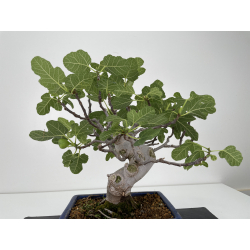 Ficus carica -higuera- I-6578 vista 4