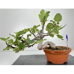 Ficus carica -higuera- I-6580