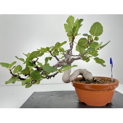 Ficus carica I-6580