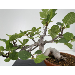 Ficus carica -higuera- I-6580 vista 2