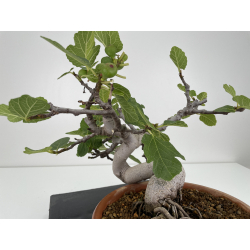 Ficus carica -higuera- I-6580 vista 3