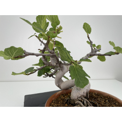 Ficus carica I-6580 view 3