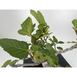 Ficus carica I-6580 view 4