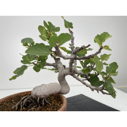 Ficus carica -higuera- I-6580 vista 5