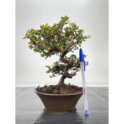 Cotoneaster I-6583