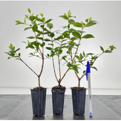 Myrtus communis I-6585