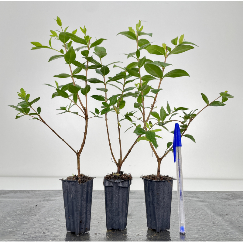 Myrtus communis I-6585