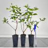 Myrtus communis I-6585