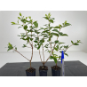 Myrtus communis I-6585 view 2