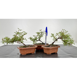 Potentilla fruticosa I-6587