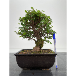 Zelkova nire I-6588