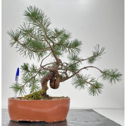 Pinus sylvestris -pino s. europeo-  I-6590