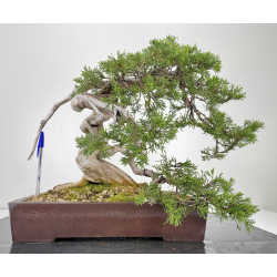 Juniperus sabina A00816