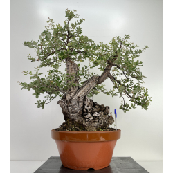 Quercus suber -alcornoque- I-6596