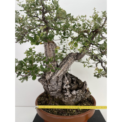Quercus suber -alcornoque- I-6596 vista 2