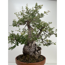 Quercus suber -alcornoque- I-6596 vista 3