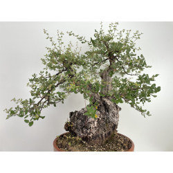 Quercus suber -alcornoque- I-6596 vista 4