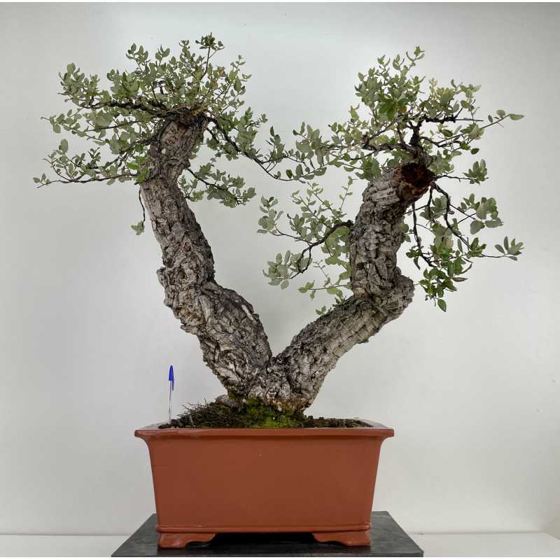 Quercus suber -alcornoque- I-6597