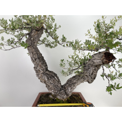 Quercus suber -alcornoque- I-6597 vista 2