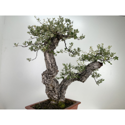 Quercus suber -alcornoque- I-6597 vista 3