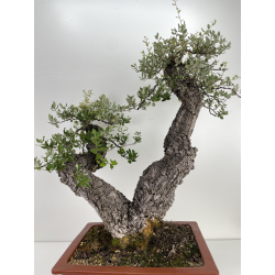 Quercus suber -alcornoque- I-6597 vista 4