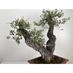 Quercus suber -alcornoque- I-6597 vista 5