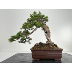 Juniperus sabina (sabina rastrera) A00433 vista 3